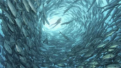 Гонка за выживание: ученые разрабатывают новые схемы селекции для нужд рыбного хозяйства