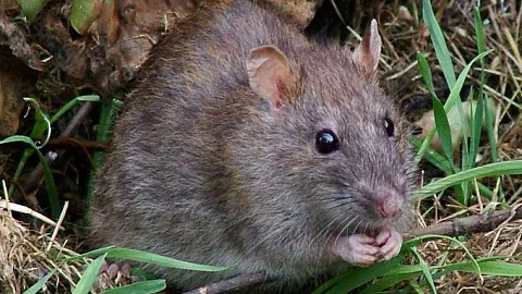 У «нервных» крыс выше вероятность психических нарушений из-за стресса