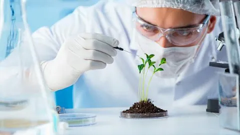Директор Института живых систем Ольга Бабич:  «Отдельные органы, ткани и клетки лекарственных растений будем выращивать в лаборатории»