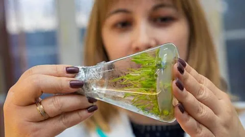 Биологи БФУ предложили новый способ ускорить рост микроводорослей для производства биотоплива
