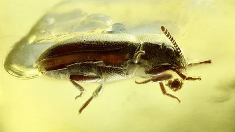 Калининградские ученые обнаружили в древнем янтаре новый вид жука-грибовика