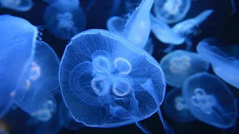 Эксперт БФУ им. И. Канта: раннее появление ушастых медуз в Балтийском море связано с высокими летними температурами