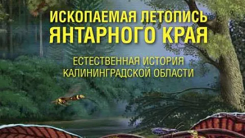 Научный сотрудник БФУ издал книгу о геологии и палеонтологии Калининградской области