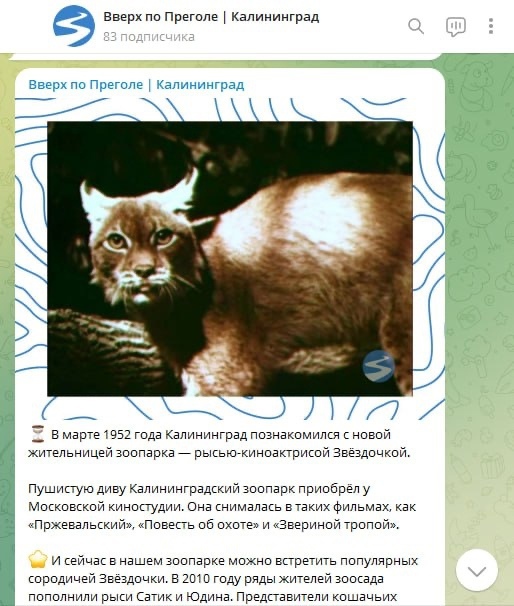 Студенты-журналисты БФУ перезапустили telegram-канал о Калининграде |  1