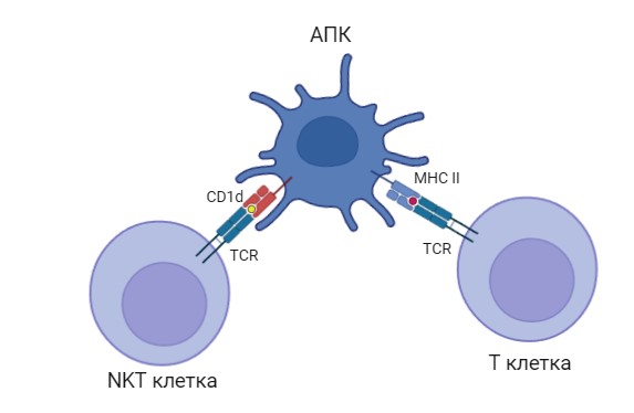 Рисунок 1. CD1-опосредованная активация Т-киллеров. Источник: Алексей Замараев.