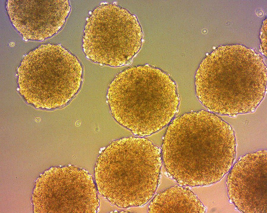 Сфероиды 3.jpg