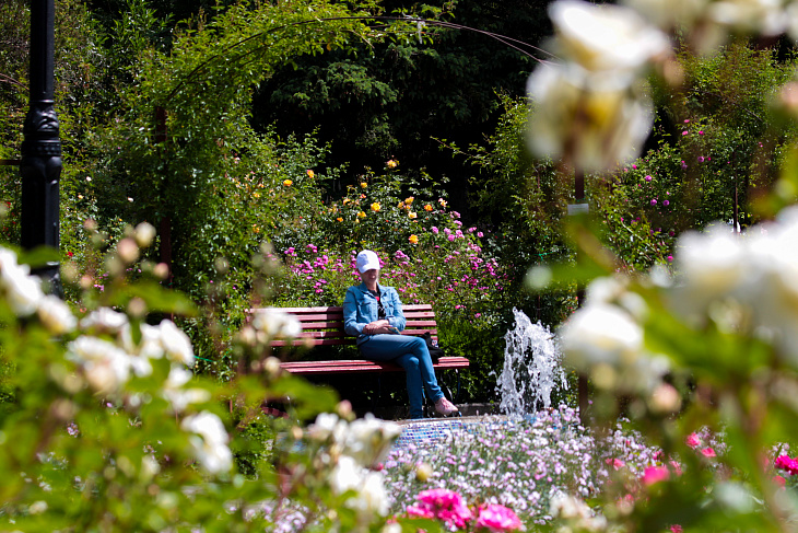 Roses and Catalpas Bloom in the Botanical Garden | Image 3