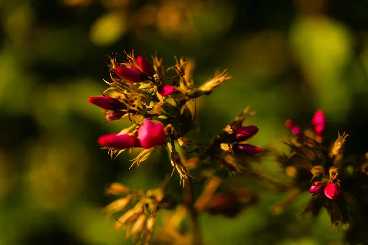 IKBFU Botanical Garden Welcomes Visitors to Enjoy Late Summer Blooms | Image 20