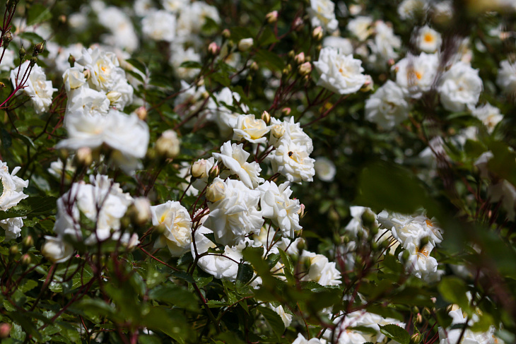 Roses and Catalpas Bloom in the Botanical Garden | Image 2