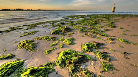 IKBFU Researchers Develop Sustainable Algae-derived Biofuel