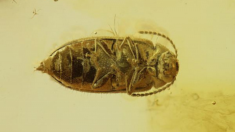 Ученые нашли новый вид жука-тенелюба в балтийском янтаре