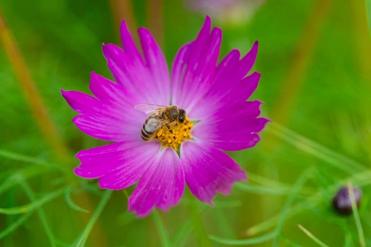 IKBFU Botanical Garden Welcomes Visitors to Enjoy Late Summer Blooms | Image 3