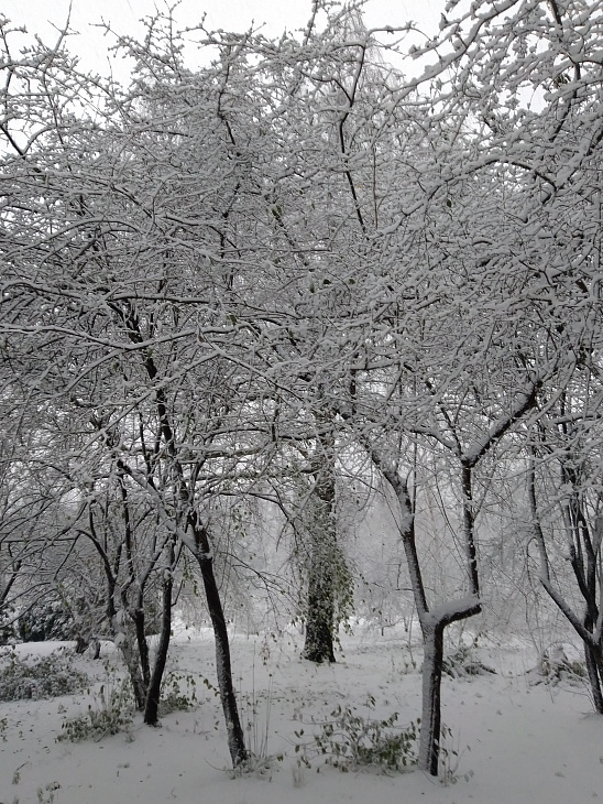 Winter Wonderland at the Botanical Garden | Image 8