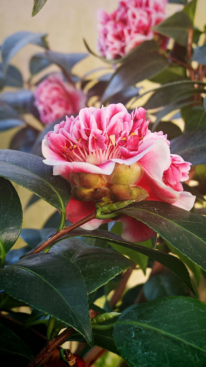 How the Botanical Garden Plants Cope with the Coldest Winter Days and Nights: Camellias and Arbutus Bloom, the Spruce Broke Under the Frost | Image 5