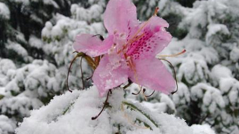 Winter Wonderland at the Botanical Garden