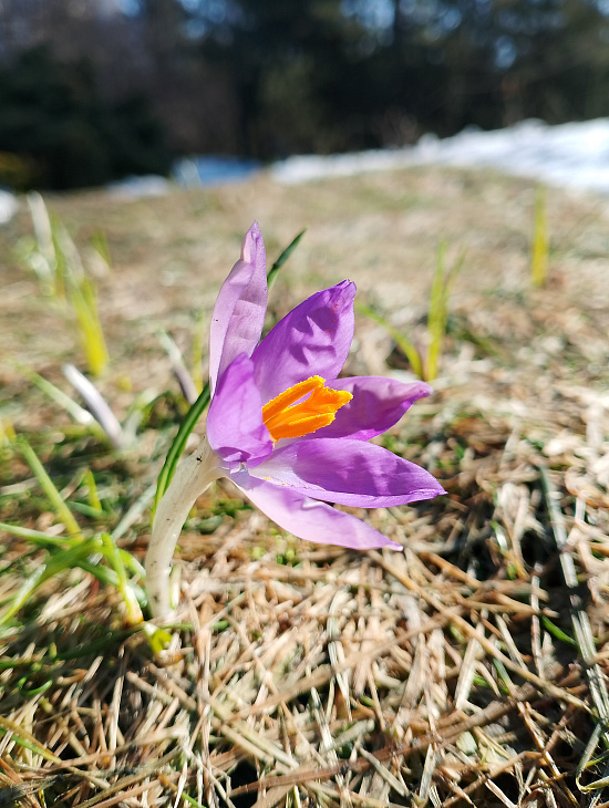 Spring in the IKBFU Botanical Garden — Photo Report | Image 7