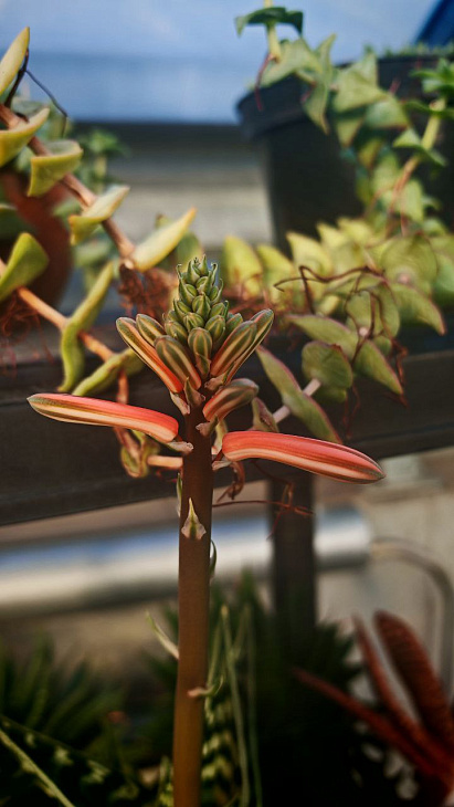 How the Botanical Garden Plants Cope with the Coldest Winter Days and Nights: Camellias and Arbutus Bloom, the Spruce Broke Under the Frost | Image 3