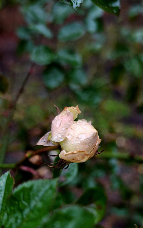 See Christmas Roses and Witch Hazel at the Botanical Garden | Image 8