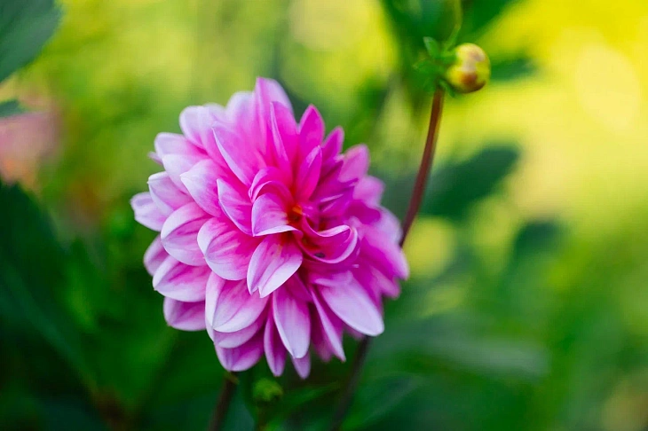 IKBFU Botanical Garden Welcomes Visitors to Enjoy Late Summer Blooms | Image 23