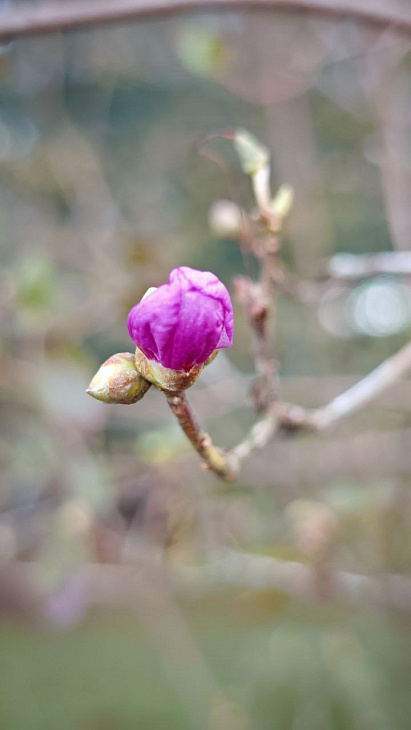 Early Flowering at the Botanical Garden | Image 1