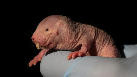 Unique Immune System Discovered in Naked Mole-rat