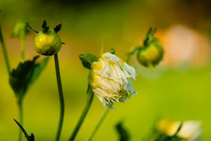 IKBFU Botanical Garden Welcomes Visitors to Enjoy Late Summer Blooms | Image 22