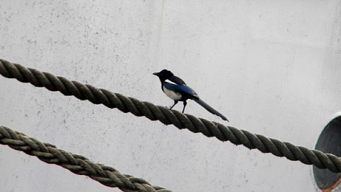 Kaliningrad Magpies Surprise Scientists 