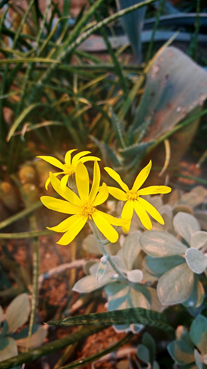 How the Botanical Garden Plants Cope with the Coldest Winter Days and Nights: Camellias and Arbutus Bloom, the Spruce Broke Under the Frost | Image 4