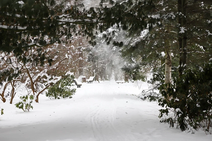 February Brings Heavy Snow to Botanical Garden | Image 8