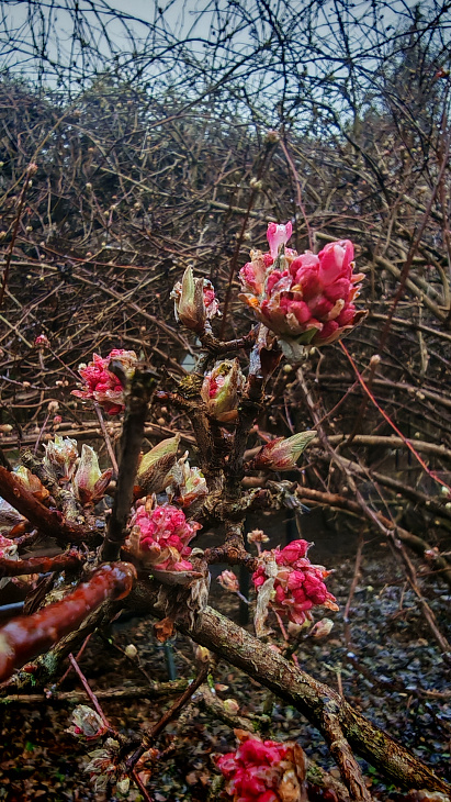 See Christmas Roses and Witch Hazel at the Botanical Garden | Image 2