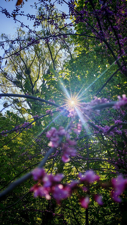 May Frosts in the Botanical Garden | Image 3