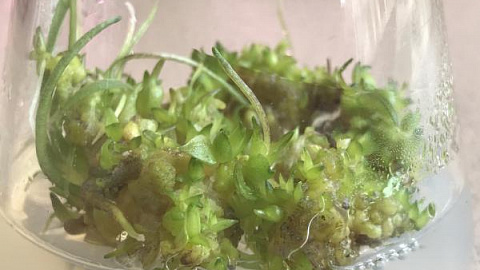 В БФУ исследуют перспективное для биоэнергетики растение мискантус