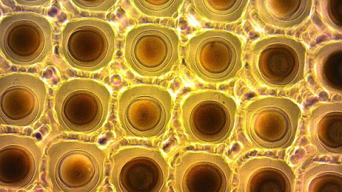 From Cell to Organ: How Spheroids Change Medicine in IKBFU’s SEC "Smart Materials and Biomedical Applications"