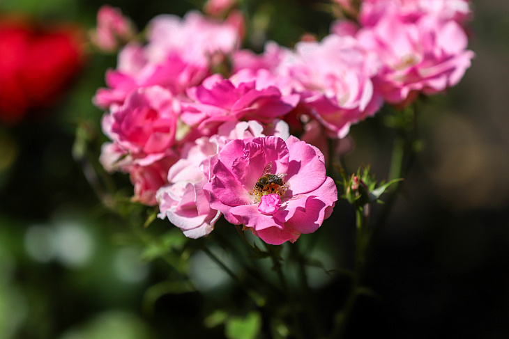 Magnolias Flower in the Botanical Garden Again | Image 9