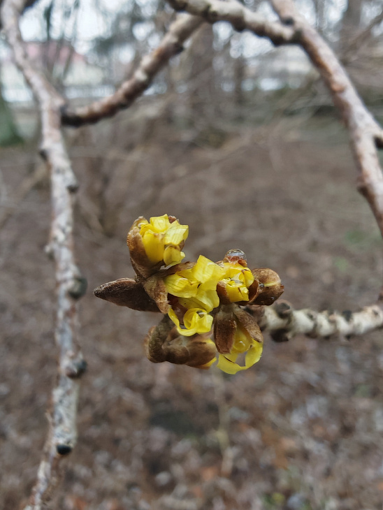 See Christmas Roses and Witch Hazel at the Botanical Garden | Image 5