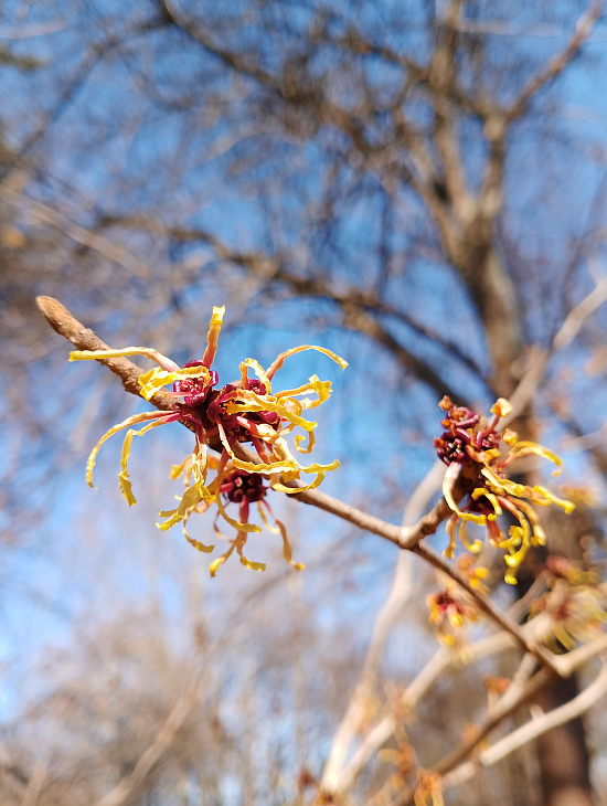 Spring in the IKBFU Botanical Garden — Photo Report | Image 4