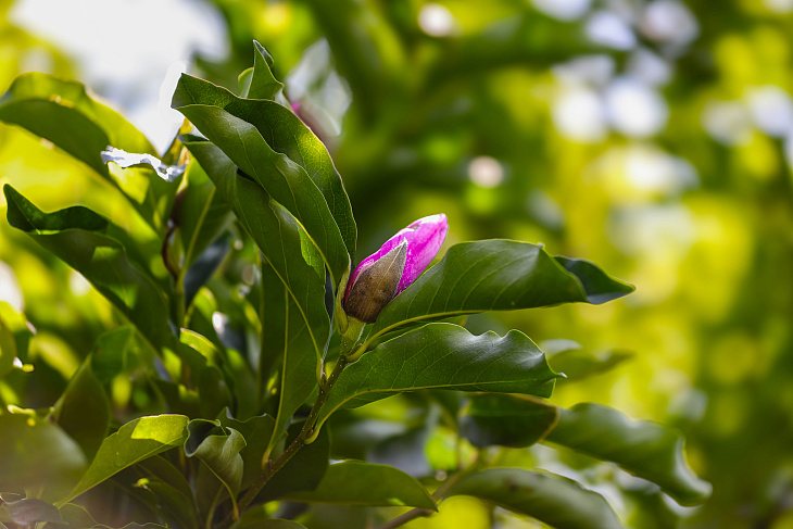 Magnolias Flower in the Botanical Garden Again | Image 22