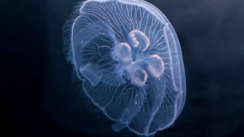 Калининградские ученые предложили лечить ожоги коллагеном ушастой медузы