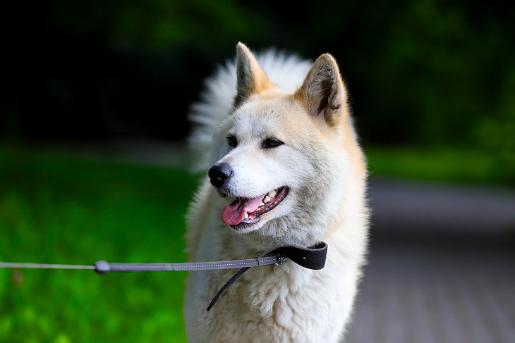 Stray Dog Finds a Forever Home at IKBFU Botanical Garden | Image 1