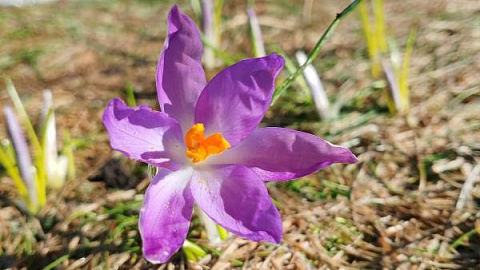 Spring in the IKBFU Botanical Garden — Photo Report