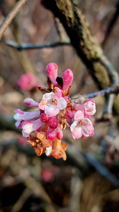 Early Flowering at the Botanical Garden | Image 5