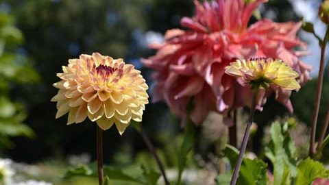 Ботанический сад приглашает посмотреть на летнее цветение