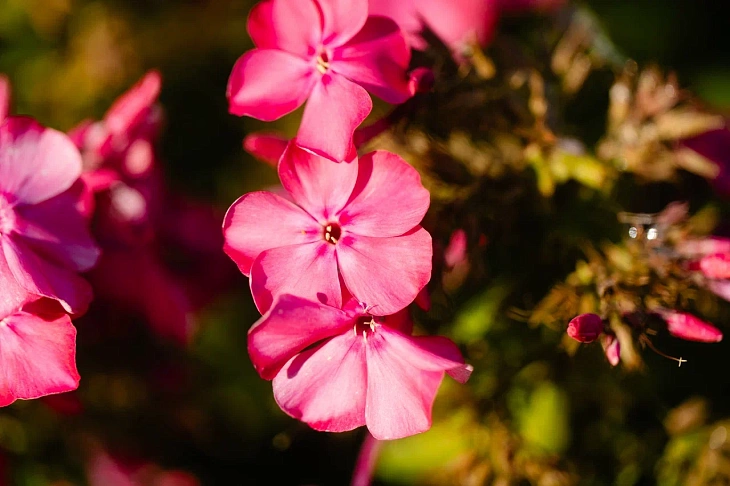 IKBFU Botanical Garden Welcomes Visitors to Enjoy Late Summer Blooms | Image 19