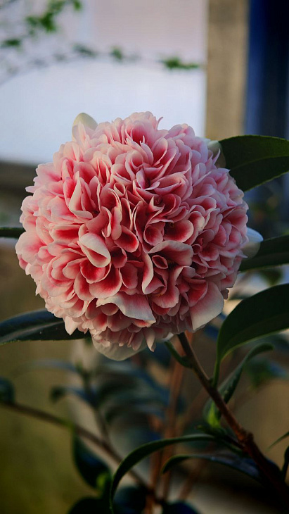 How the Botanical Garden Plants Cope with the Coldest Winter Days and Nights: Camellias and Arbutus Bloom, the Spruce Broke Under the Frost | Image 1