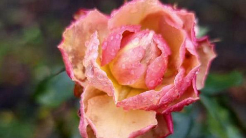See Christmas Roses and Witch Hazel at the Botanical Garden