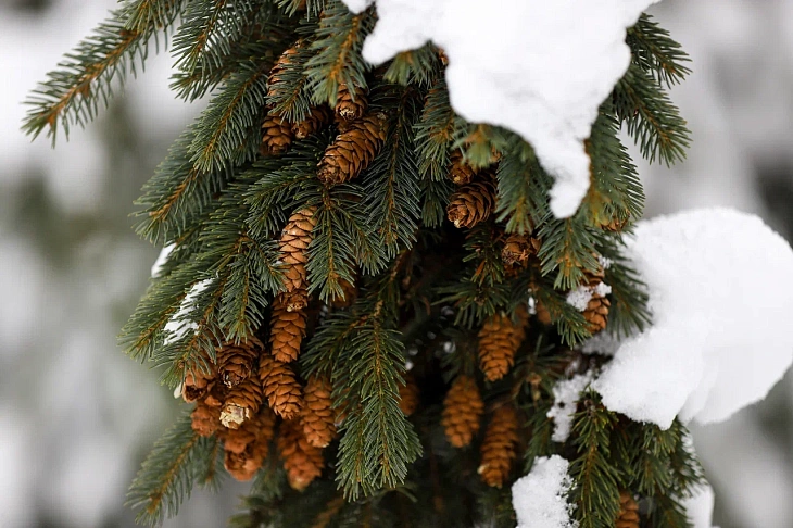 February Brings Heavy Snow to Botanical Garden | Image 5