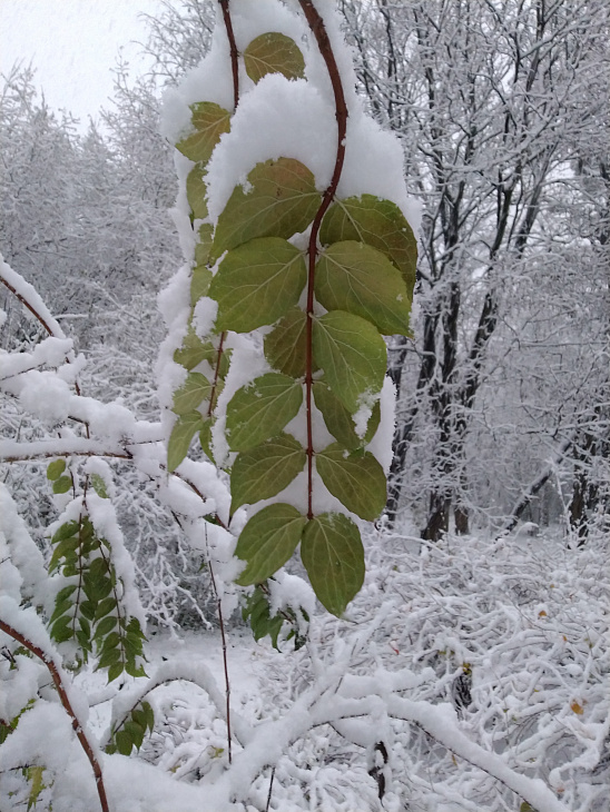 Winter Wonderland at the Botanical Garden | Image 7