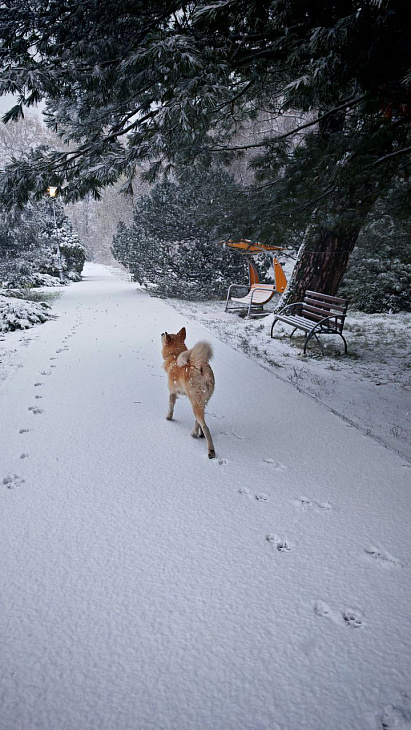 Winter Wonderland at the Botanical Garden | Image 12