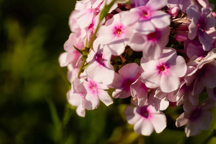 IKBFU Botanical Garden Welcomes Visitors to Enjoy Late Summer Blooms | Image 5