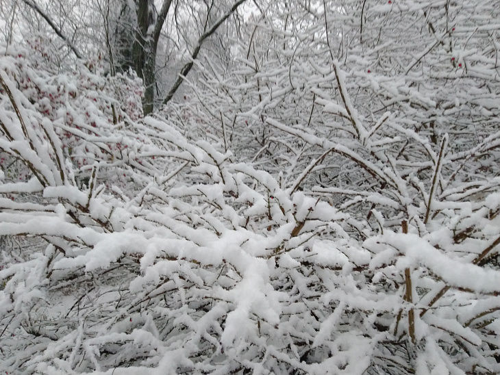 Winter Wonderland at the Botanical Garden | Image 3